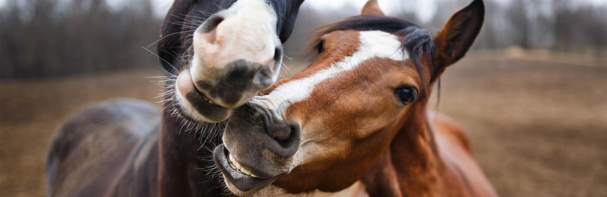 Equine therapy bay area