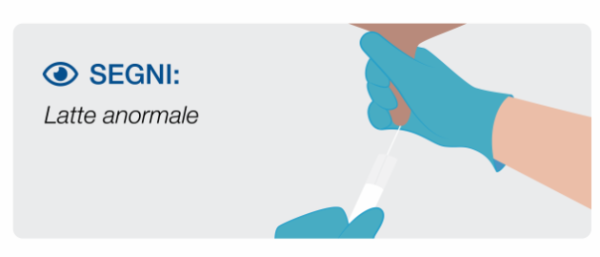 Stage 1 Mastitis in cows first signs of mastitis in cows