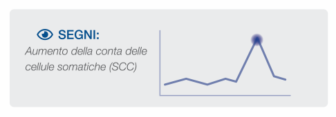 Segni di SCC Segni di aumento delle cellule somatiche (SCC)