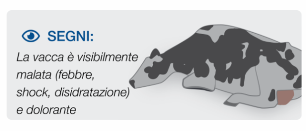 Stage 3 Mastitis in cows Visibly sick cow suffering from mastitis fever, dehydration and pain
