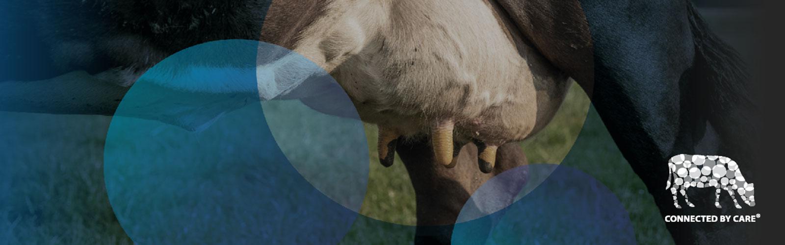 Mastite nella produzione lattiero-casearia Descrivere i sintomi dell'infiammazione da latte