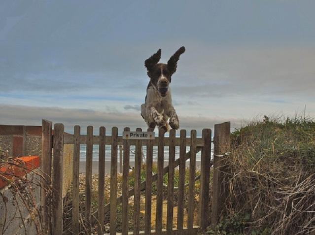 Ipotiroidismo canino