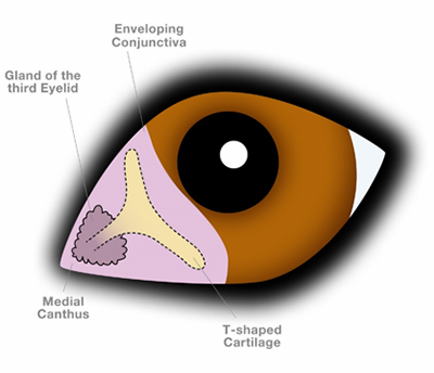 Third Eyelid Gland Nictitating membrane dog