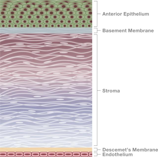Function of cornea Anatomy of cornea and ocular surface