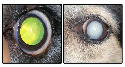 Dog eye lens Lens depression and aqueous outflow