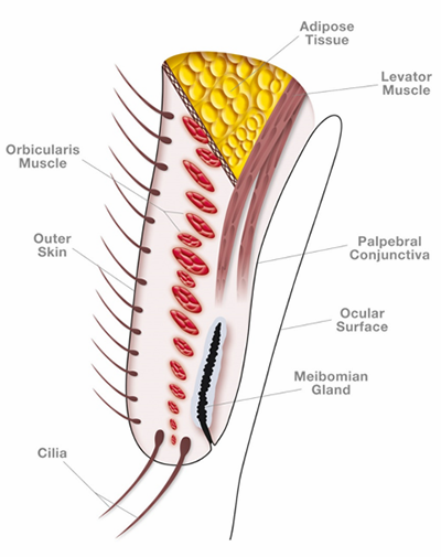 Dog Upper and Lower Eyelids Eye Structure and Function in Dogs