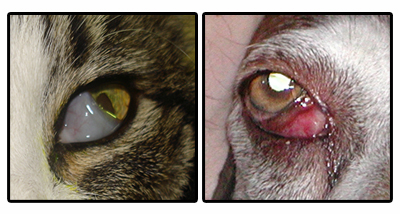 exophthalmos and enophthalmos exophthalmos dog causes