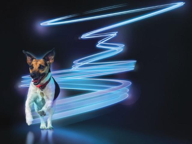 Sindrome di cushing nel cane