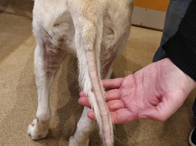 Sindrome Di Cushing Nel Cane sindrome-di-cushing-nel-cane
