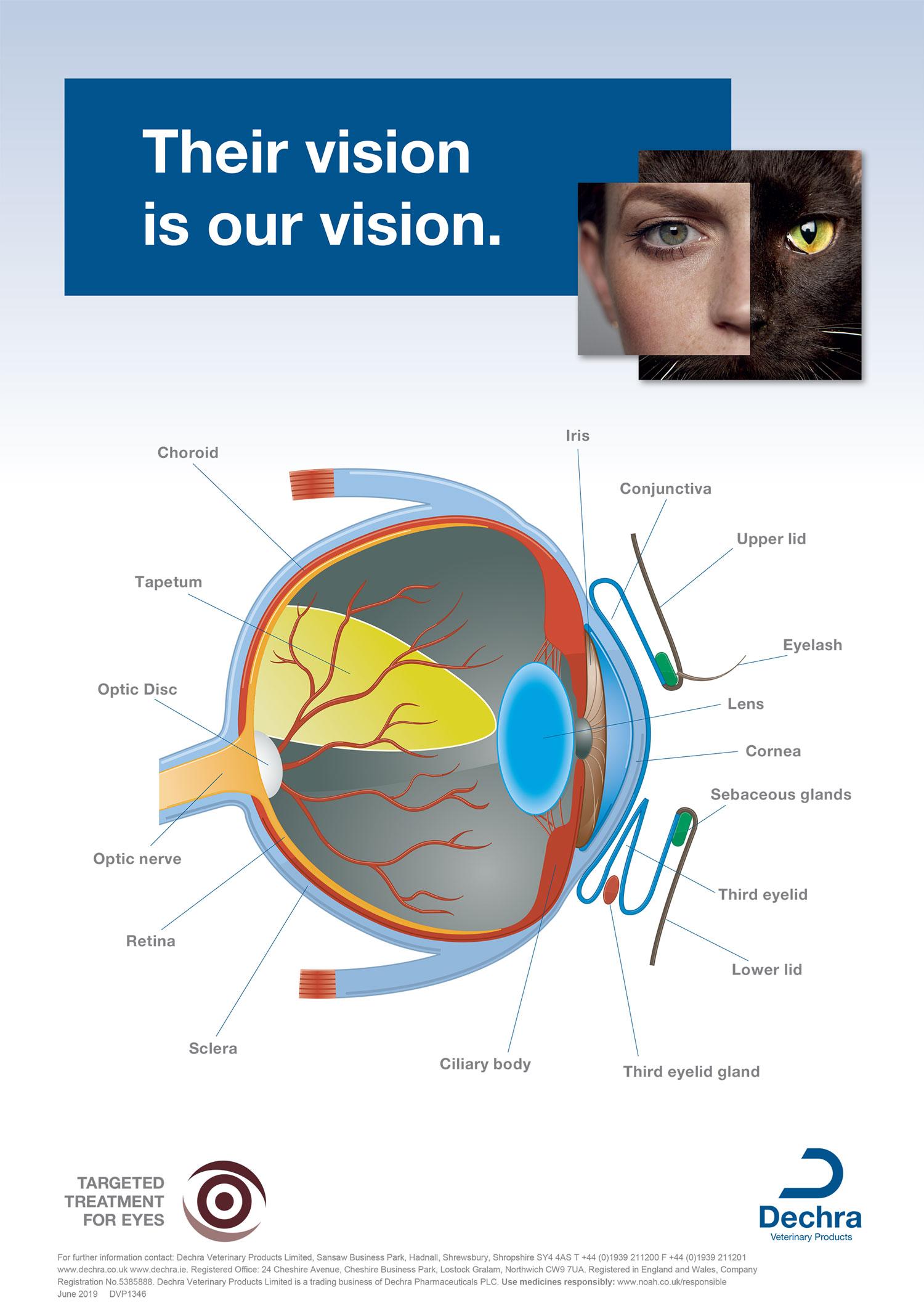 Diagram displaying Anatomy of the eye Dog eye anatomy conjunctiva