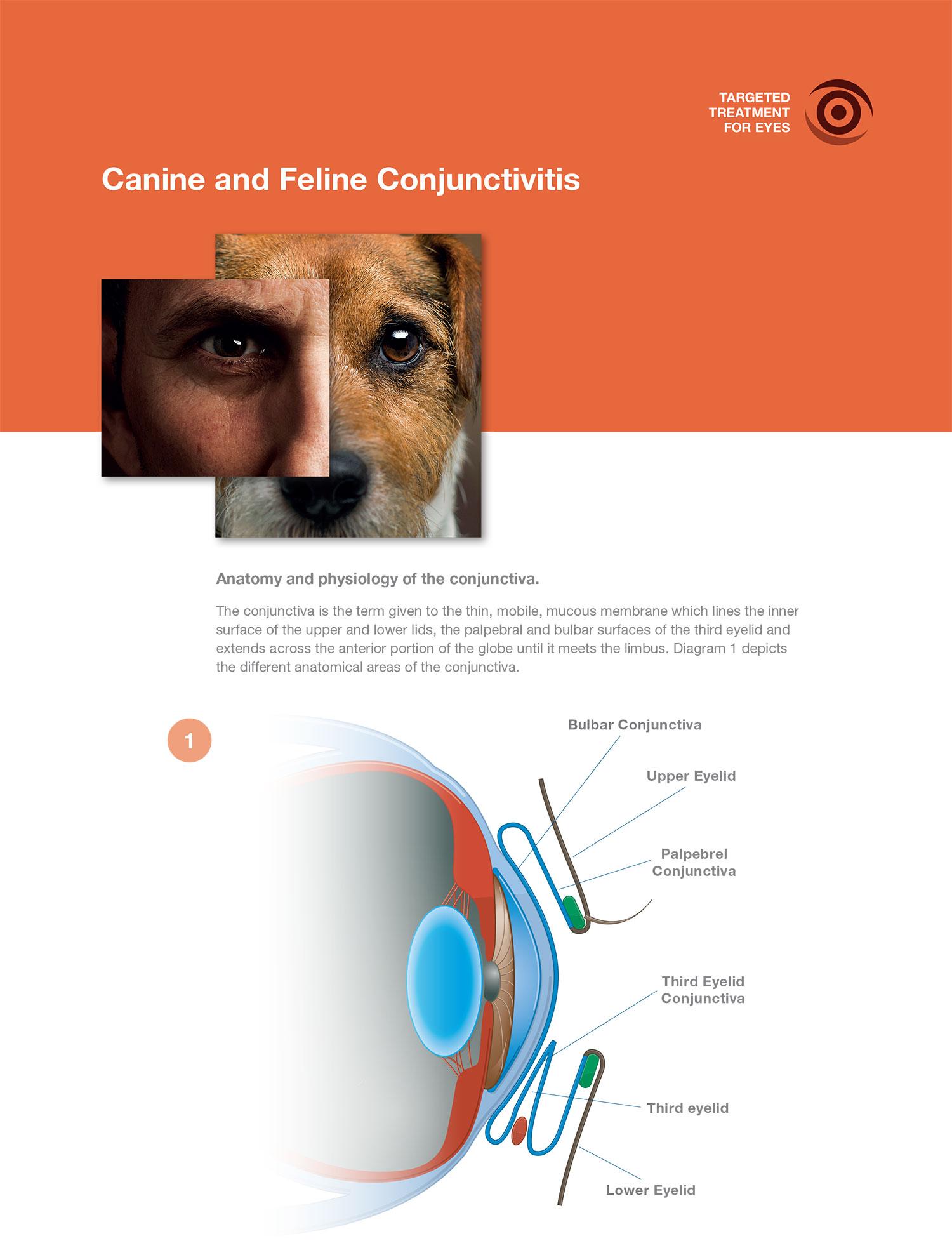 Conjunctivitis Support for Canine and Feline